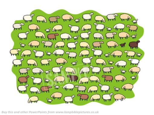 100 sheep