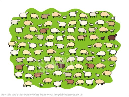 99 sheep