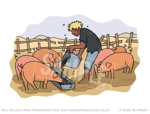 Feeding pigs.